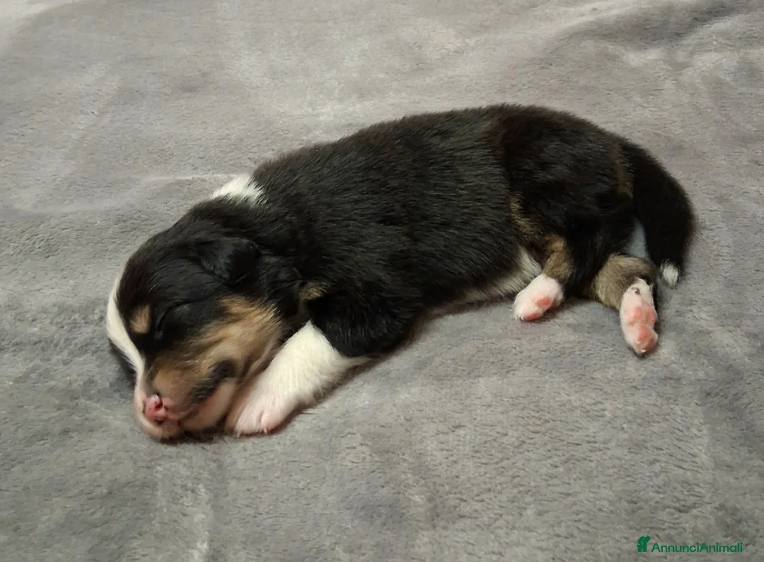 Australian Shepherd cani in vendita: Splendidi Cuccioli di Pastore Australiano  - Annuncio 11