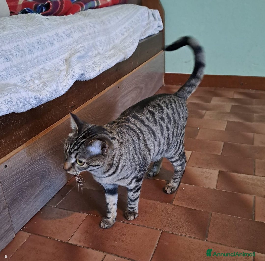 Europeo gatti in regalo: GRACE e KEVIN, teneri gattini in adozione! - Annuncio 2