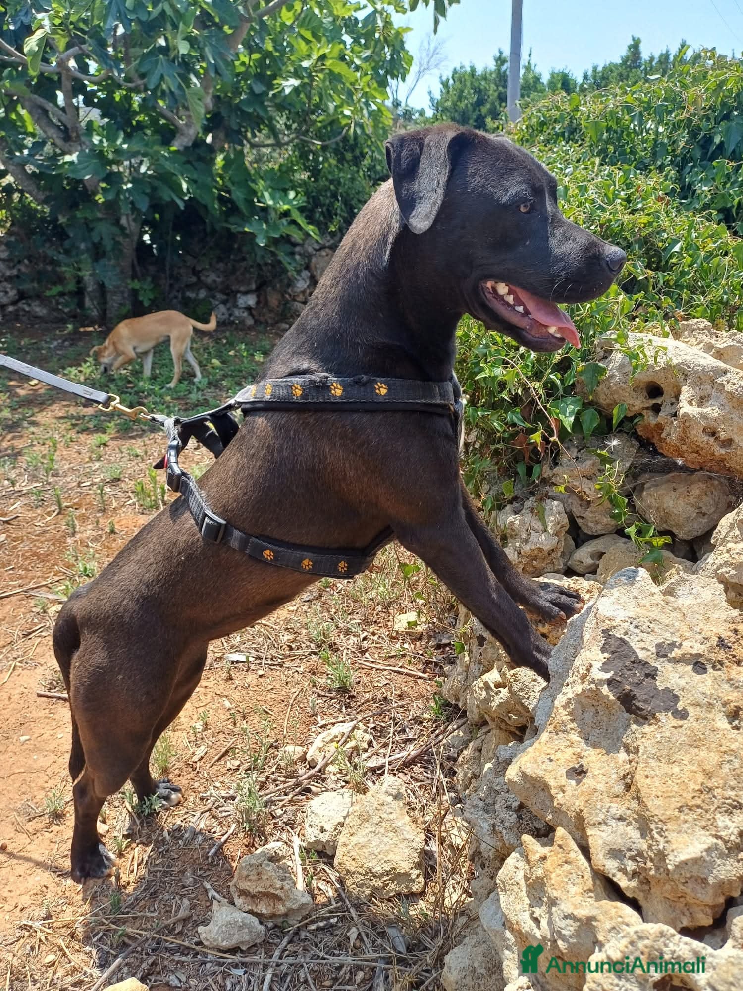 Meticcio cani KYLA- Incrocio Pitbull/Labrador  - Annuncio 2