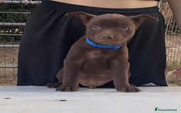 Australian Kelpie cani in vendita: Cuccioli di Australian Kelpie a Provincia di Teramo - Immagine 4