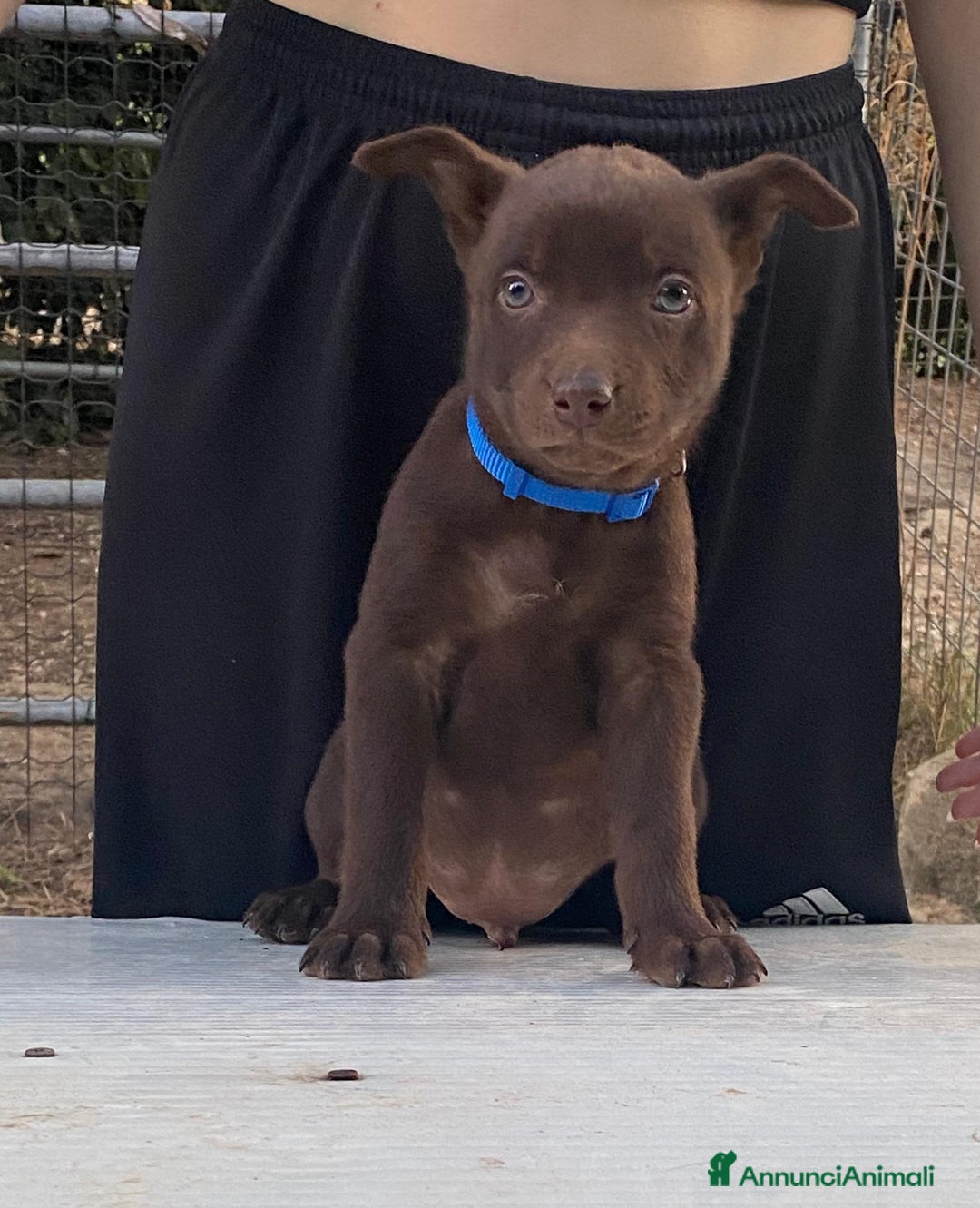 Australian Kelpie cani in vendita: Cuccioli di Australian Kelpie a Provincia di Teramo - Immagine 4