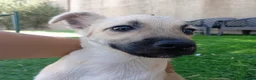 Meticcio cani in regalo: Milù  - Annuncio 8