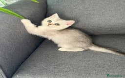 British gatti in vendita: Fantastici Gattine British-Scottish a Città Metropolitana di Firenze - Immagine 9