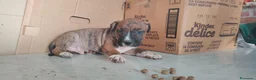 American Staffordshire cani in vendita: America staffordshire - Annuncio 6