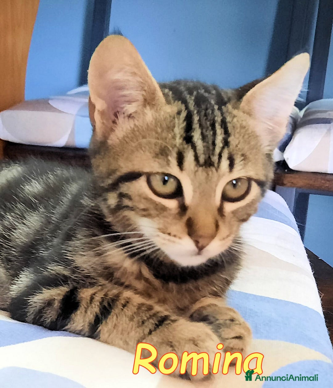 Europeo gatti in regalo: GATTINI ROMEO E ROMINA - Annuncio 6