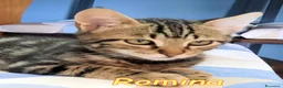 Europeo gatti in regalo: GATTINI ROMEO E ROMINA - Annuncio 6