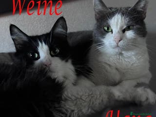 Europeo gatti WEINE e UANA, dolci gatti in adozione! - Annuncio 5