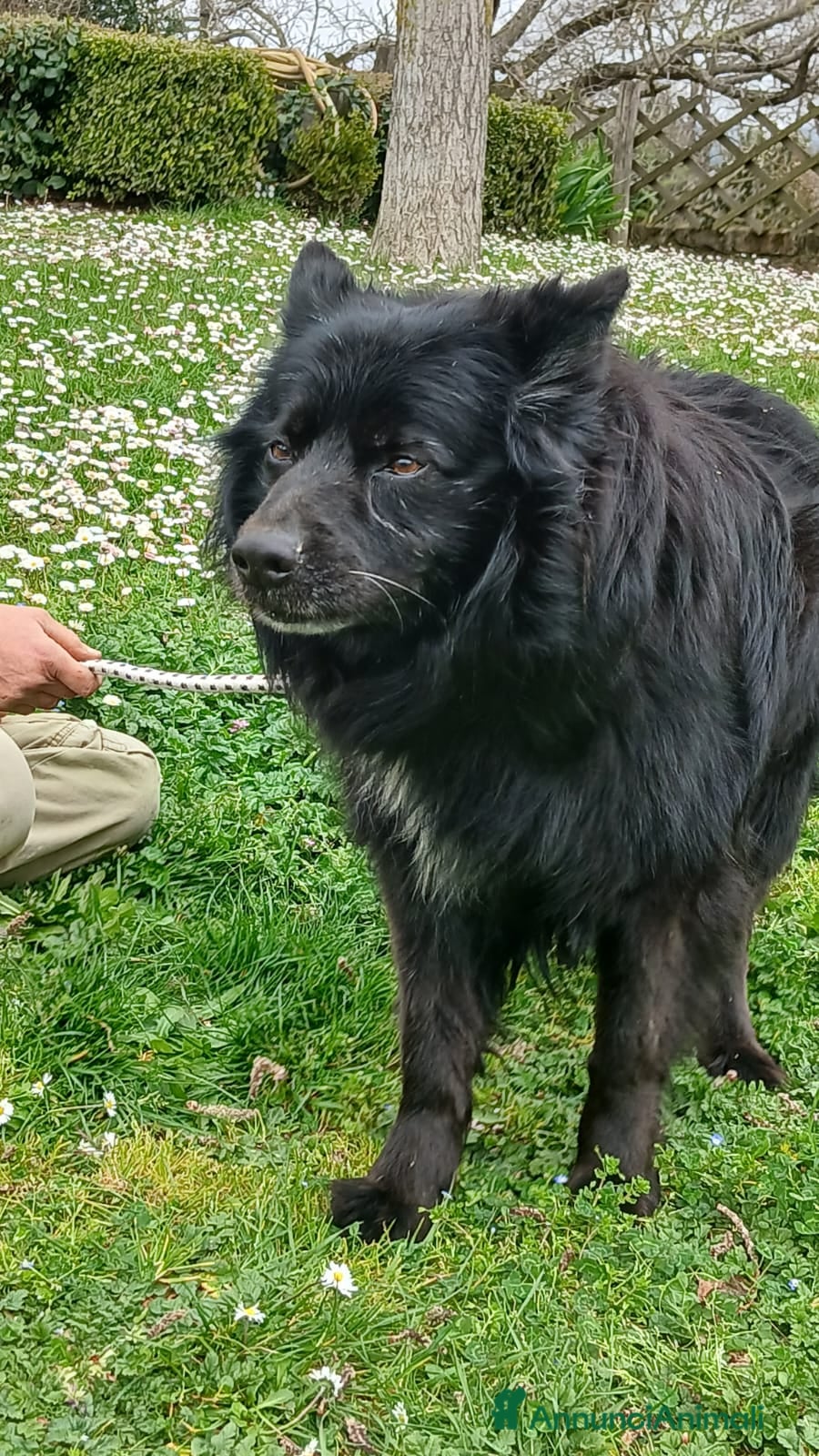 Meticcio cani in regalo: NONNO NOE' CERCA ADOZIONE A DISTANZA - Annuncio 3