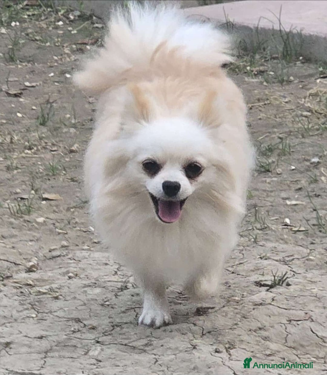 Spitz cani in vendita: Spitz pomerania  - Annuncio 4