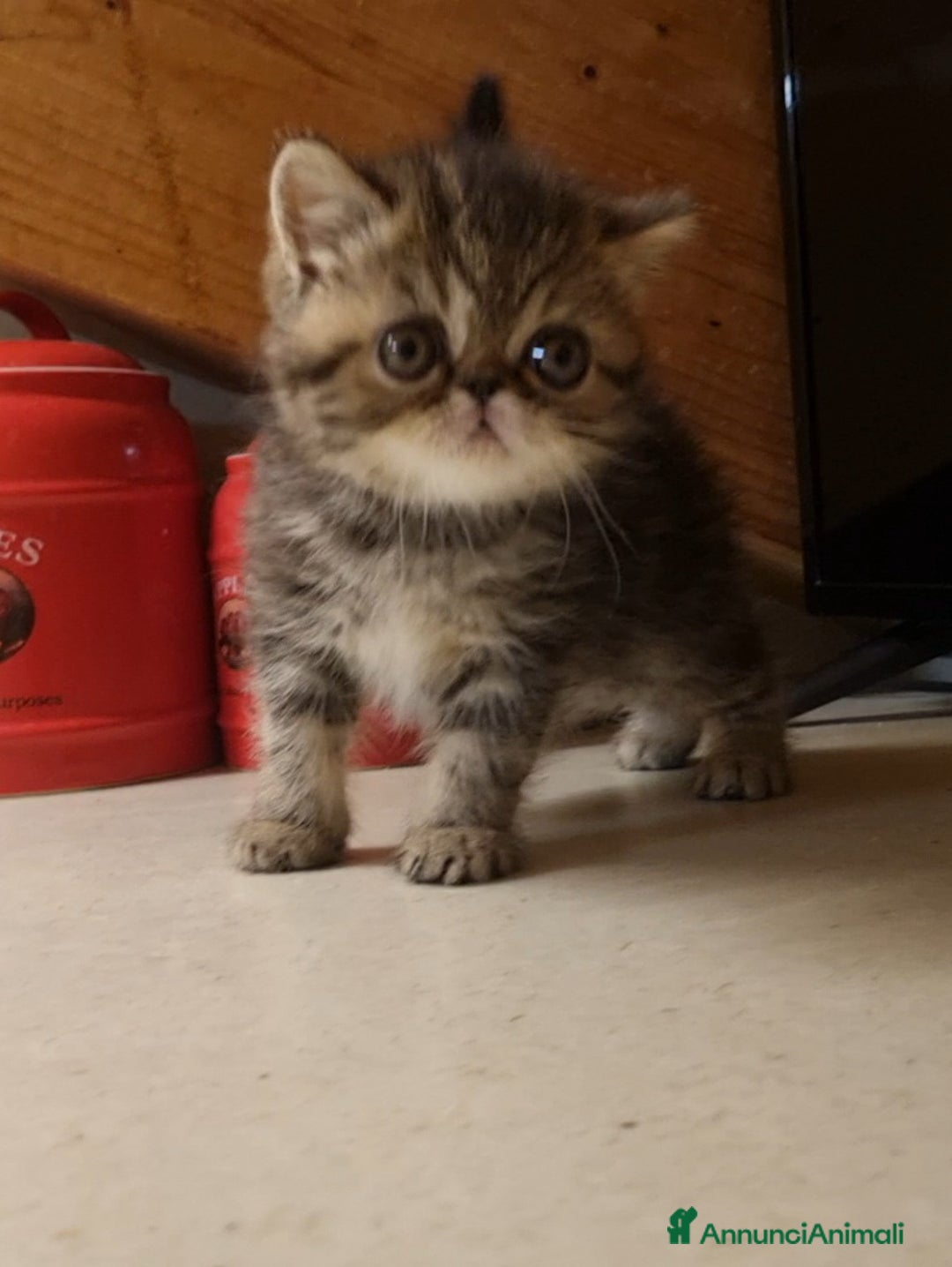 Exotic Shorthair gatti in vendita: Rumba - Annuncio 2