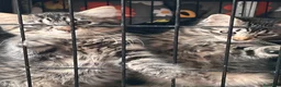 Europeo gatti in regalo: Gattini  - Annuncio 6
