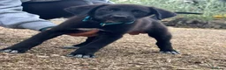 Meticcio cani in regalo: Eren cucciolo simil Labrador  a Città metropolitana di Milano - Annuncio 3