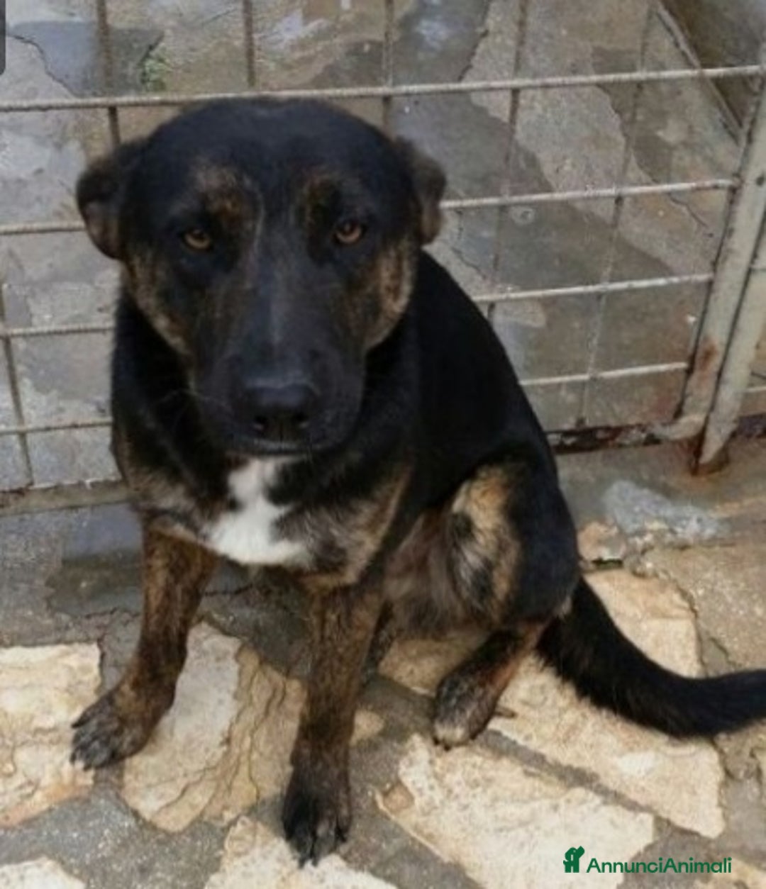 Meticcio cani in regalo: Elvis 4/5anni anonimo in canile.PUGLIA SOS a Città Metropolitana di Milano - Annuncio 1