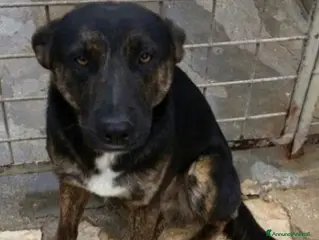 Meticcio cani Elvis 4/5anni anonimo in canile.PUGLIA SOS - Annuncio 2