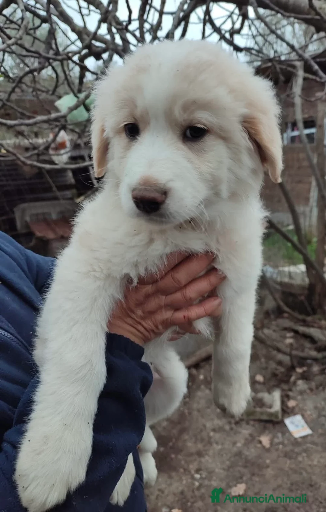 Pastore Maremmano cani in regalo: Eros dolce cucciolo aspetta una famiglia tutta sua - Annuncio 4