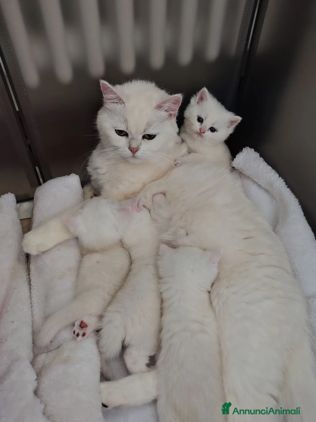 British gatti in vendita: Cuccioli black silver  a Provincia di Padova - Annuncio 2