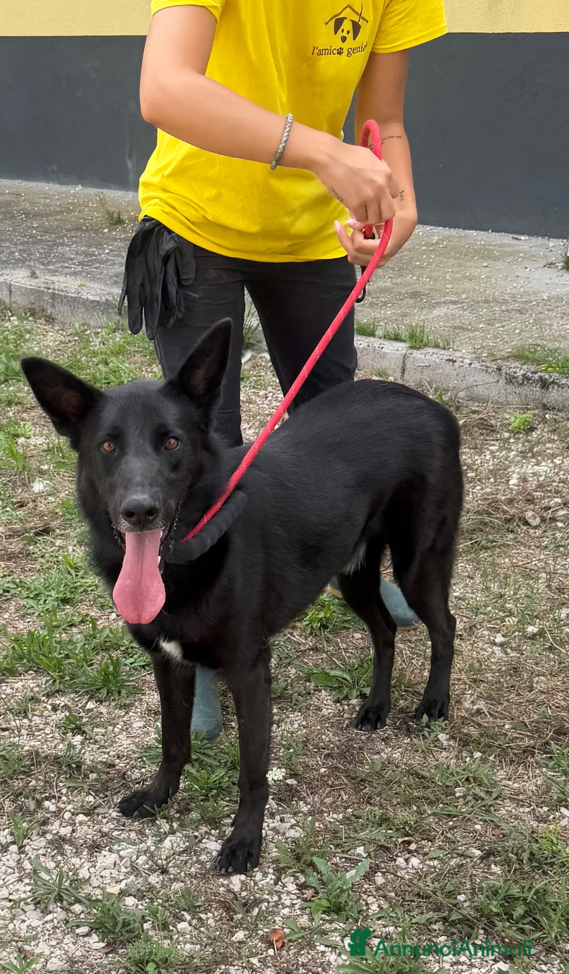 Meticcio cani Axel  - Annuncio 32