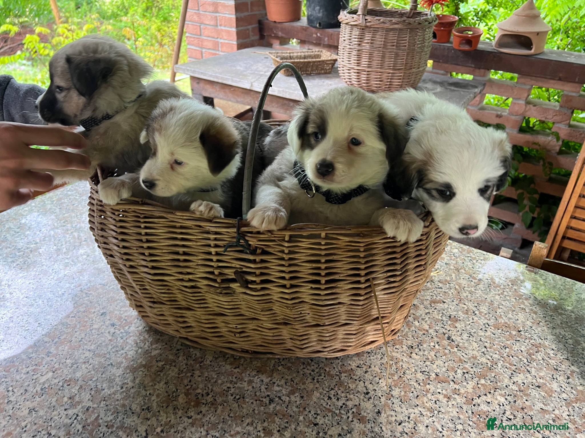Australian Shepherd cani Cucciolo pastore australiano  - Annuncio 2