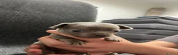 Chihuahua cani in vendita: Cuccioli Maschi Chihuahua a Provincia di Brescia - Annuncio 7
