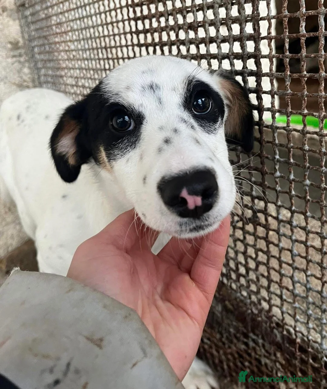 Meticcio cani in regalo: Stracciatella cucciola taglia piccola  - Annuncio 1
