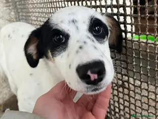 Meticcio cani Stracciatella cucciola taglia piccola - Annuncio 41