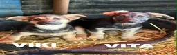 Meticcio cani in regalo: V PUPPIES: 5 dolcissimi cuccioli tg MEDIO-PICCOLA! - Annuncio 3