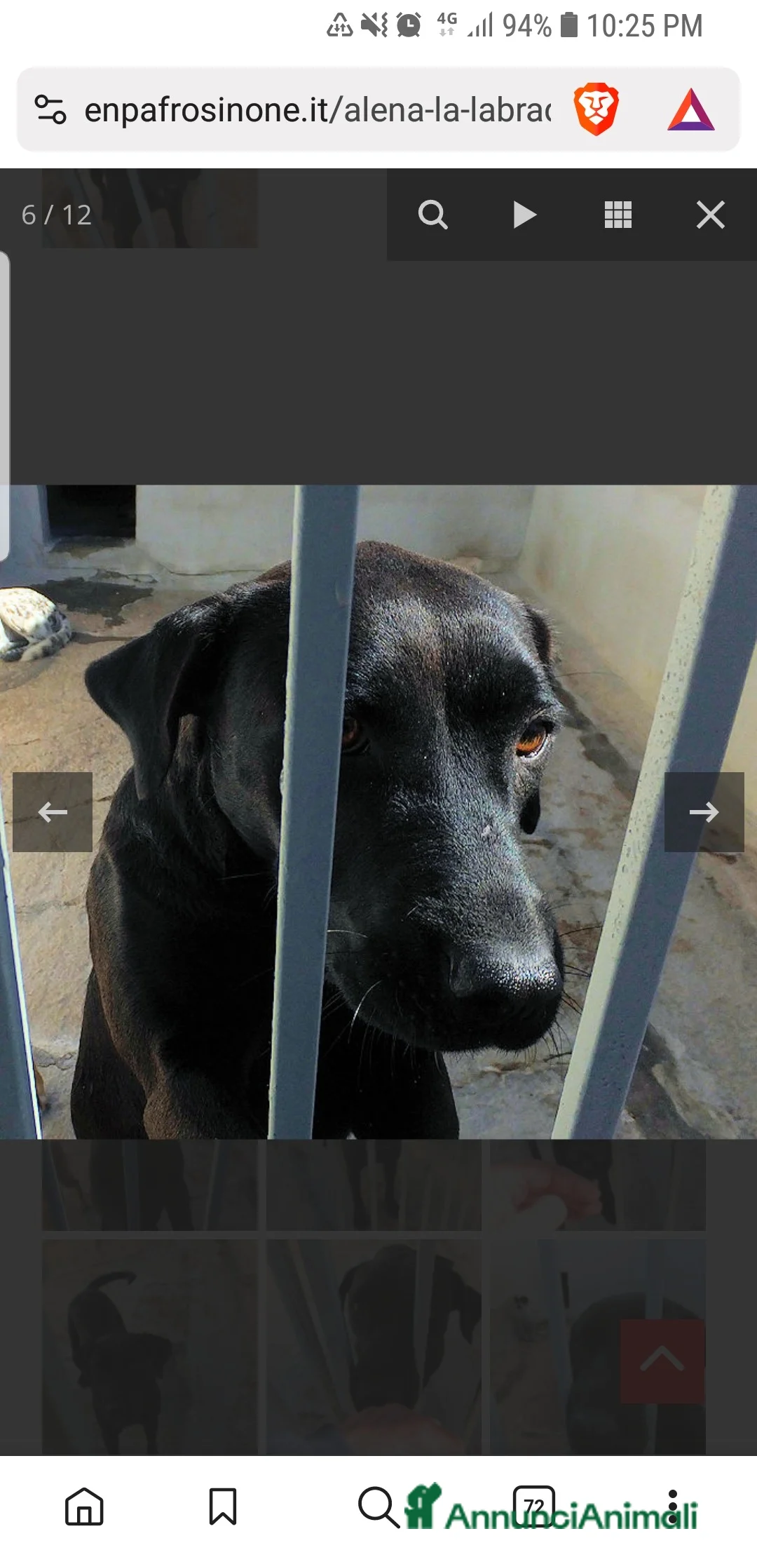 Labrador cani in regalo: ASOZ.DEL CUORE:scaricata instrada, finita incanile - Annuncio 6