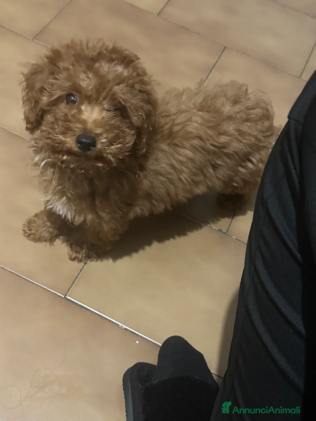 Barboncino cani in vendita: barboncina mini toy red  - Annuncio 2