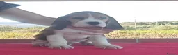 Beagle cani in vendita: Cuccioli di Beagle taglia piccola in standard  a Città metropolitana di Sassari - Annuncio 5