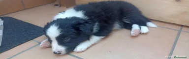 Border Collie 3