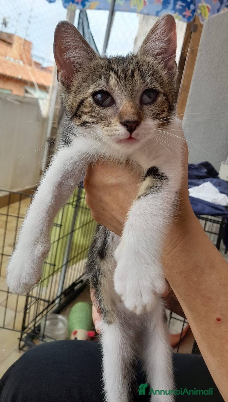 Meticcio gatti Bignè gattina dolcissima  - Annuncio 4
