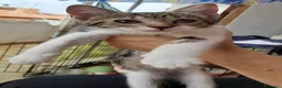 Meticcio gatti in regalo: Bignè gattina dolcissima  - Annuncio 1
