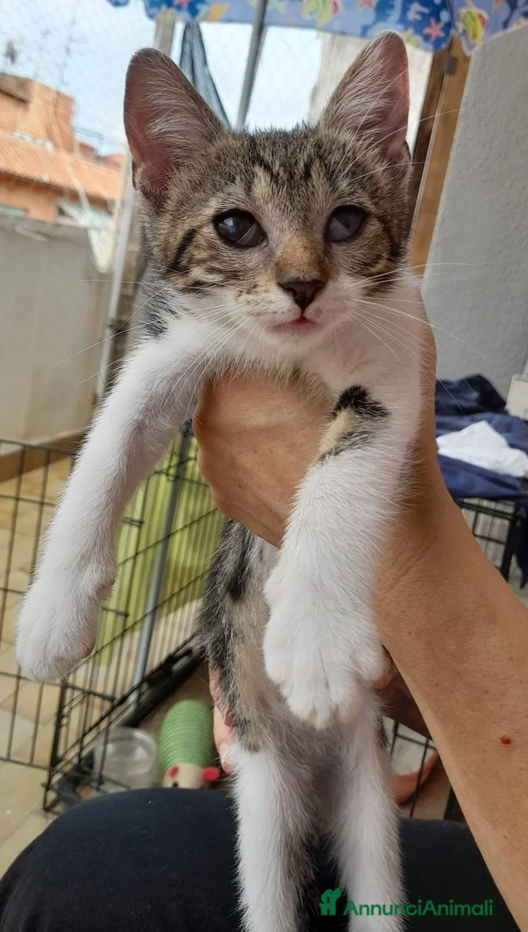 Meticcio gatti in regalo: Bignè gattina dolcissima  - Annuncio 1