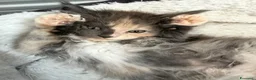 Maine Coon gatti in vendita: Cuccioli Maine coon con pedigree  - Annuncio 5