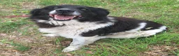 Meticcio cani in regalo: Cosmo 3 anni Taglia grande - Annuncio 6
