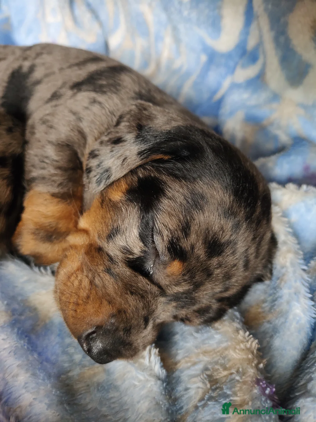 Bassotto cani in vendita: Vendita cuccioli di bassotto - Annuncio 4