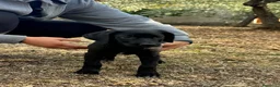 Meticcio cani in regalo: Snoopy bellissimo cucciolo nero  - Annuncio 2
