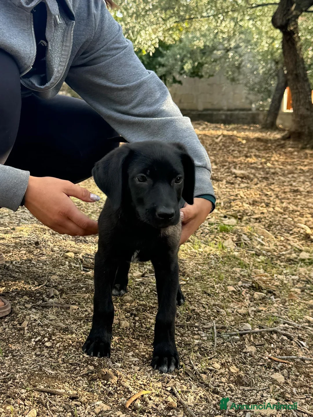 Meticcio cani in regalo: Snoopy bellissimo cucciolo nero  - Annuncio 2