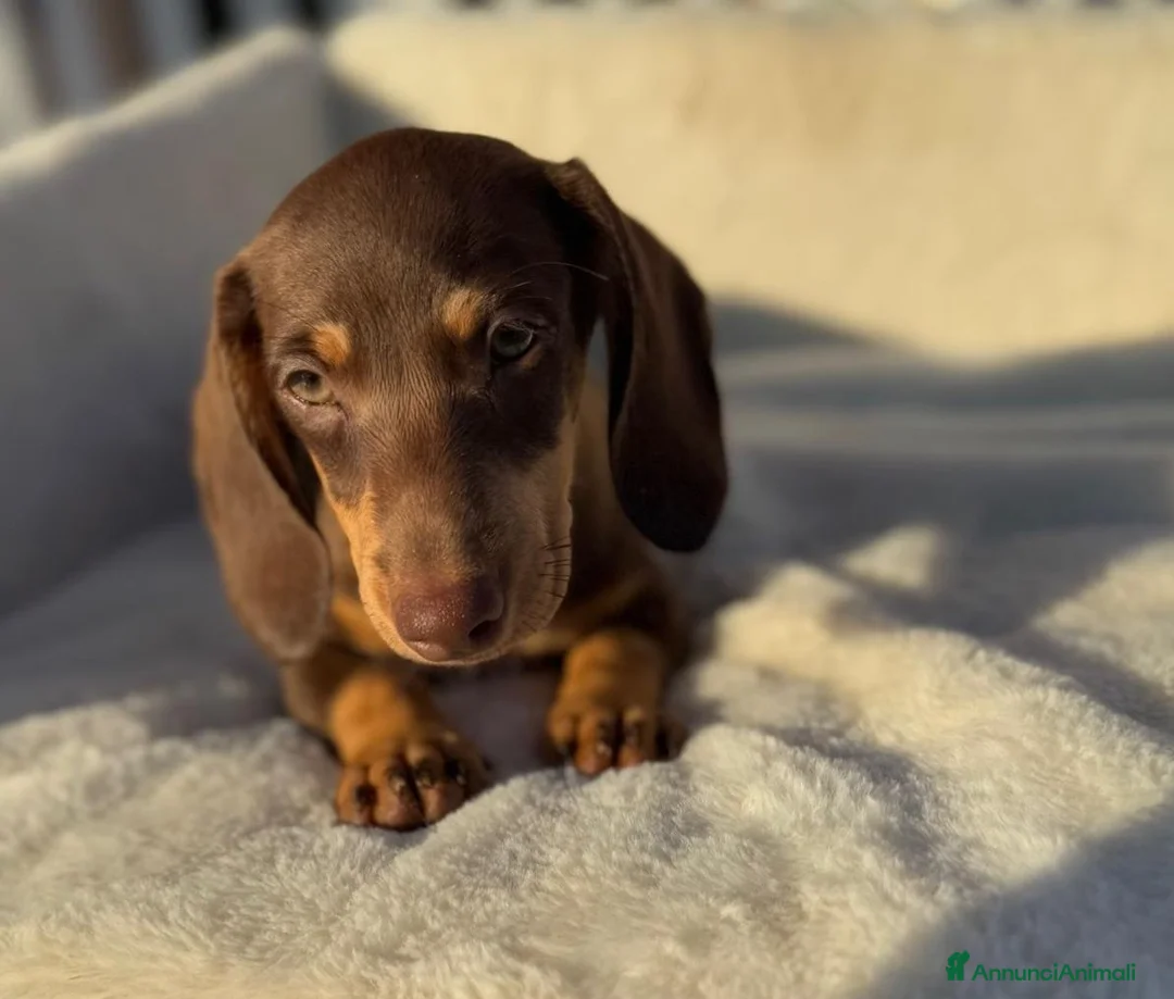 Bassotto cani in vendita: Bassotto femmina  - Annuncio 6