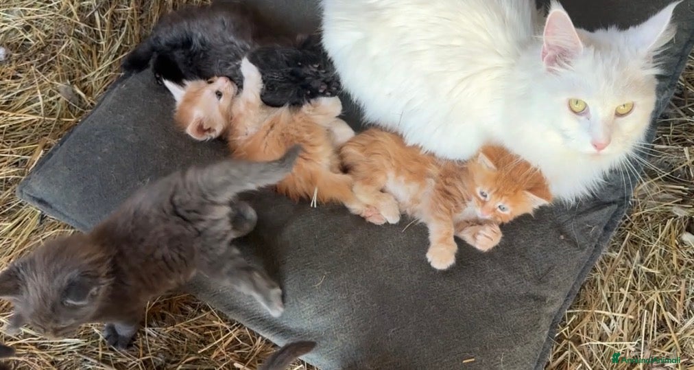 Maine Coon gatti Cuccioli di Maine coon con pedigree - vari colori  - Annuncio 1