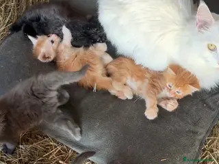 Maine Coon gatti Cuccioli di Maine coon con pedigree - vari colori - Annuncio 1