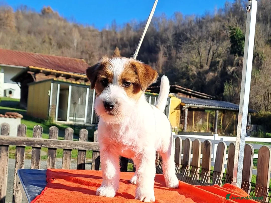 Jack Russell cani in vendita: Cucciol0 Jack ruvid0 - Annuncio 24