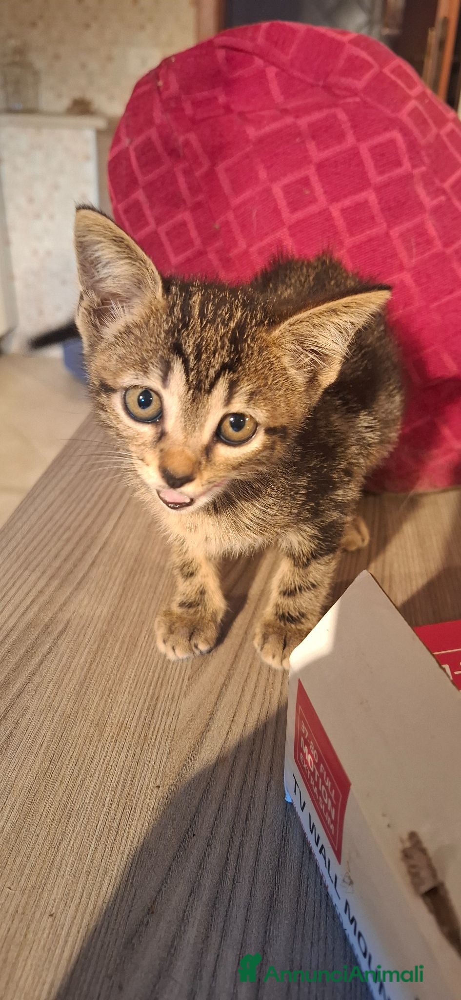Meticcio gatti Gattini cedo solo a persone responsabili - Annuncio 1