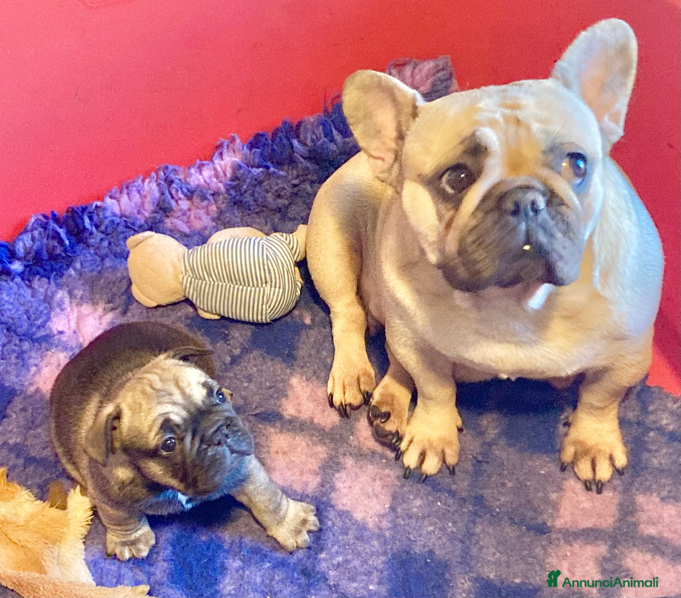 Bulldog Francese cani Bulldog francese pedigree ENCI - Annuncio 15