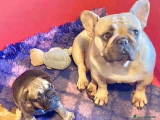 Bulldog Francese cani in vendita: Bulldog francese pedigree ENCI - Annuncio 1