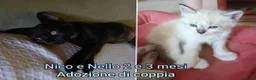 Europeo gatti in regalo: GATTINI BISOGNOSI CERCANO AMORE  a Città Metropolitana di Bologna - Annuncio 3