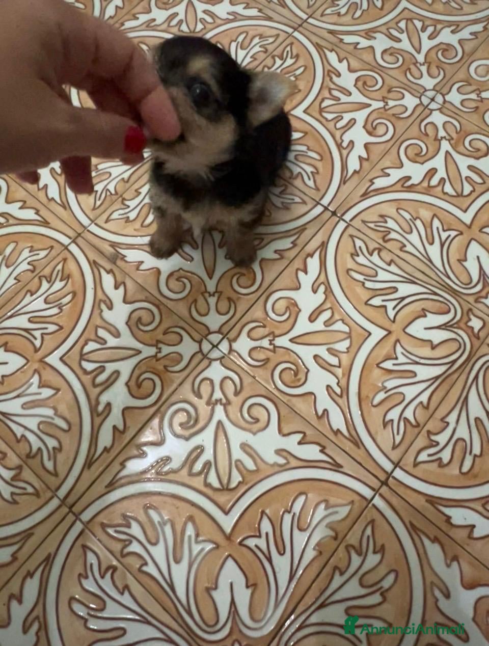 Meticcio cani Mini femminuccia simil yorkshire e chihuahua - Annuncio 1
