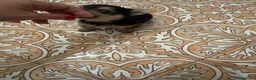 Meticcio cani in vendita: Mini femminuccia simil yorkshire e chihuahua - Annuncio 1