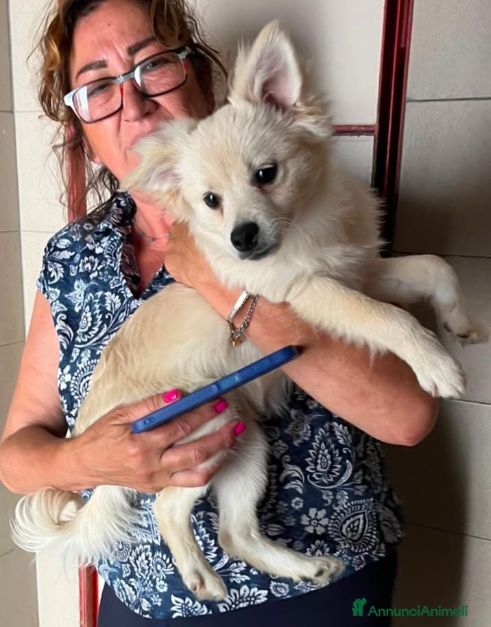 Meticcio cani IL DOLCE BISCOTTO HA BISOGNO DI UNA MAMMA - Annuncio 10