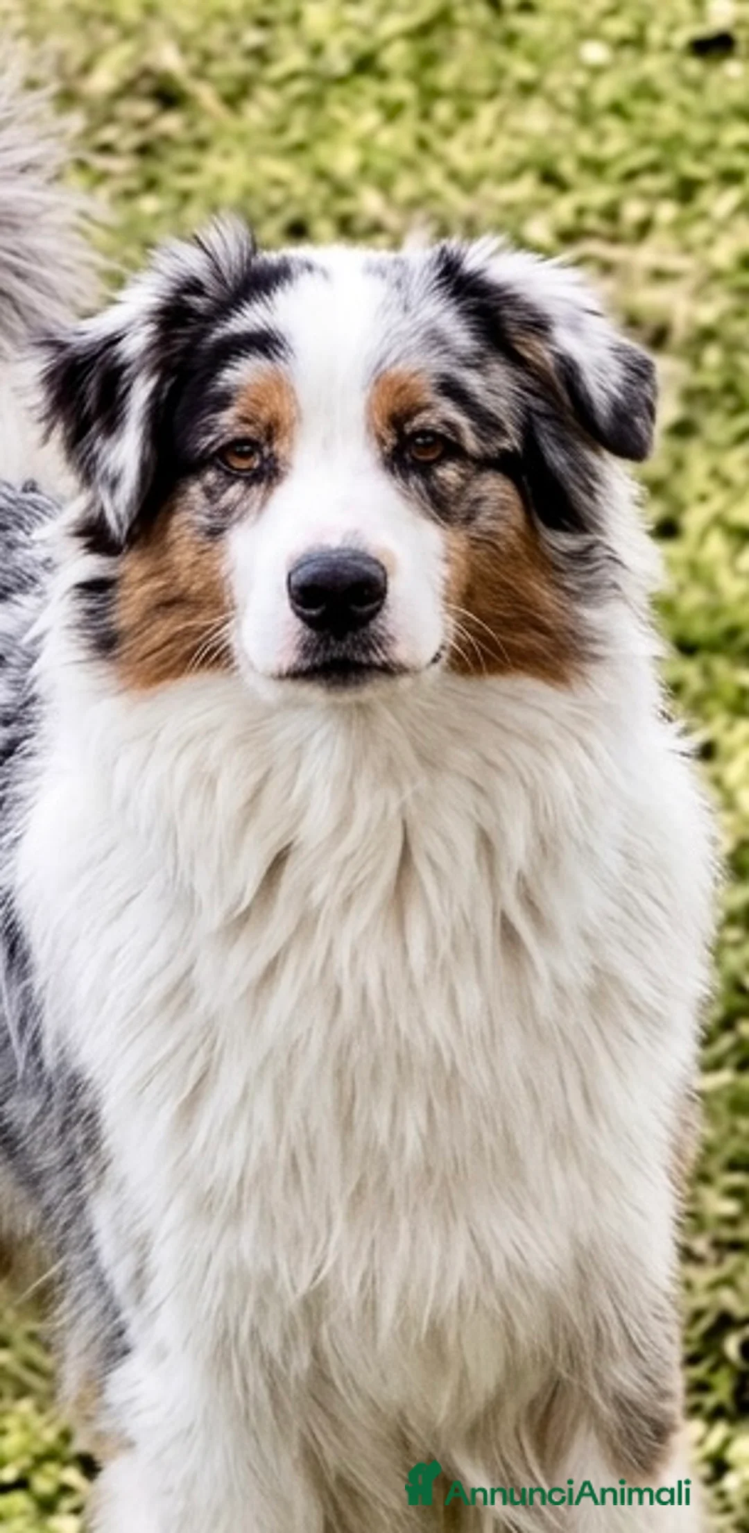 Australian Shepherd cani in vendita: Australian Shepherd pastore Australiano maschio - Annuncio 2